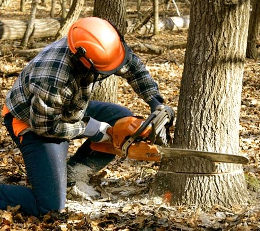 Tree Removal in Copenhagen, NY